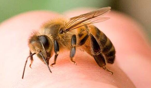 Ong đốt - một cách cực kỳ để phóng to dương vật